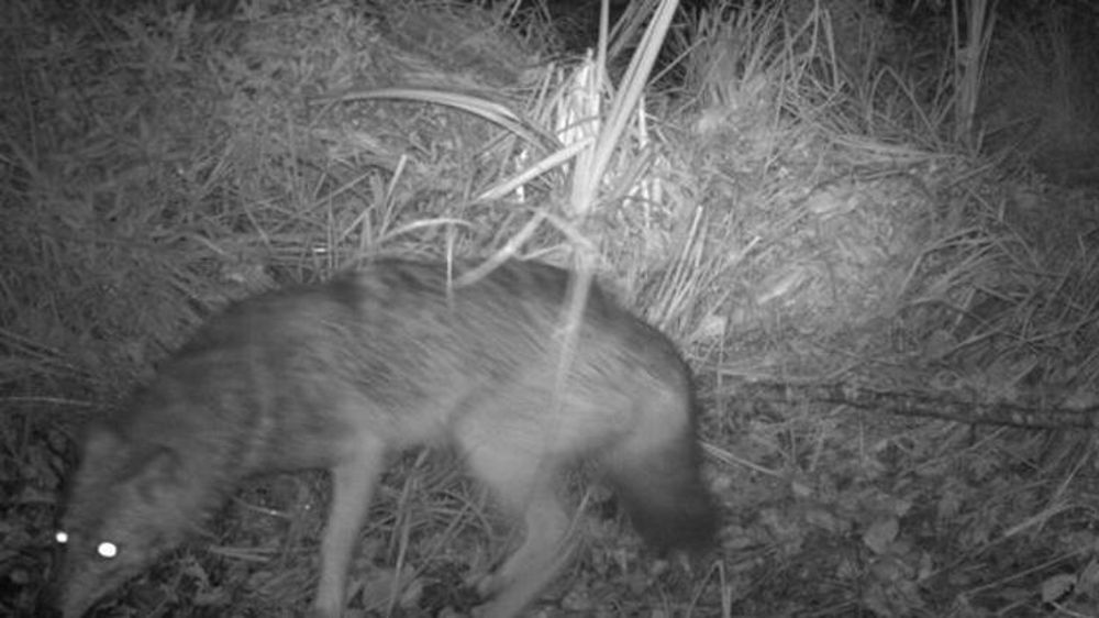 © Fédération des chasseurs de la Haute-Savoie